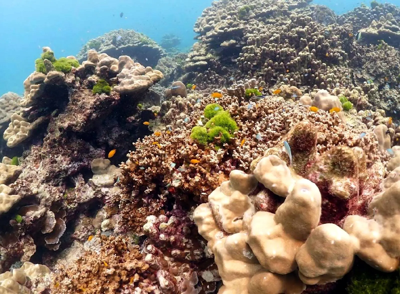 Дайвинг в Андаманском море
